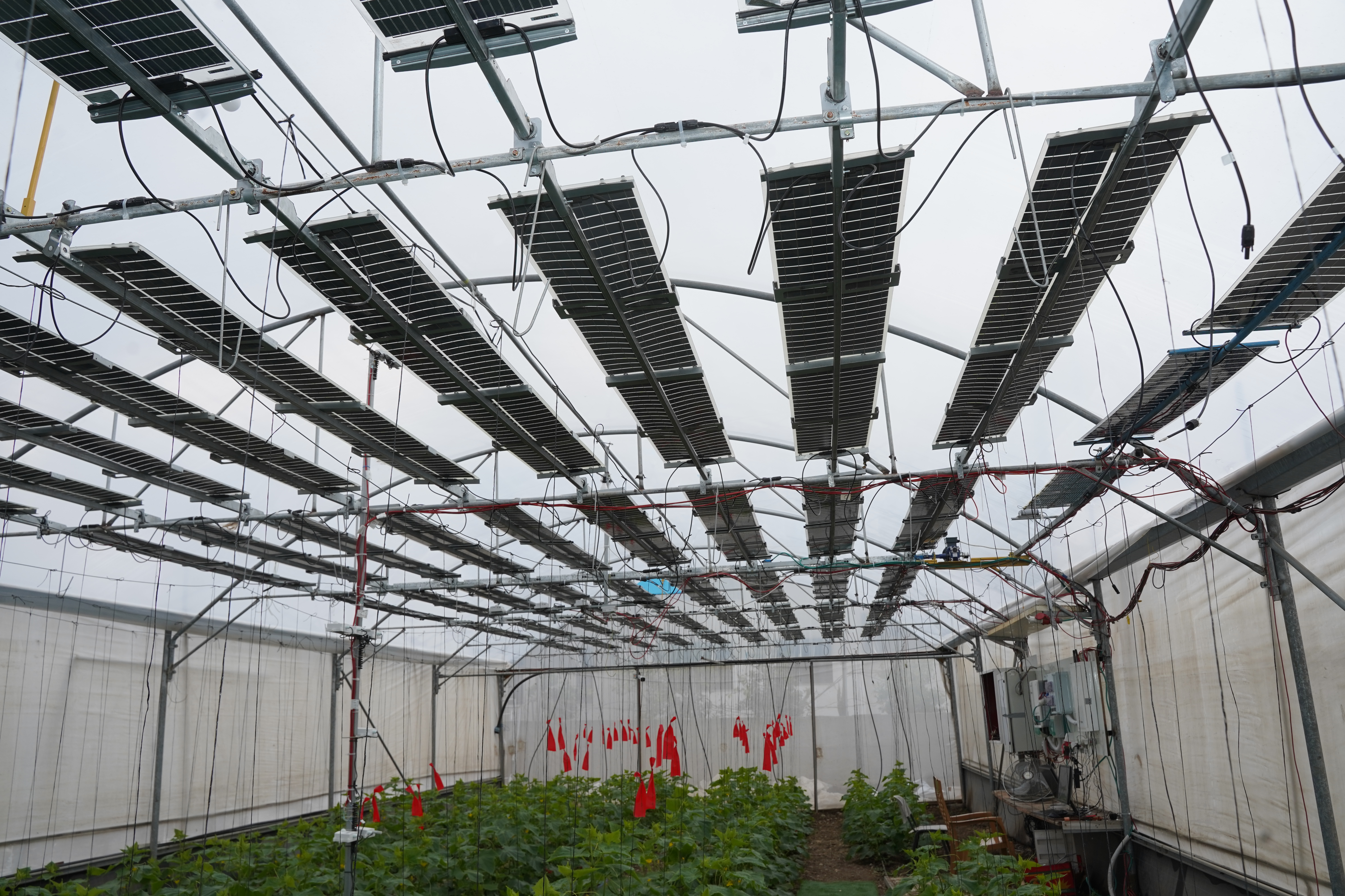 Read more about the article Greenhouse energy production can help meet EU solar targets
