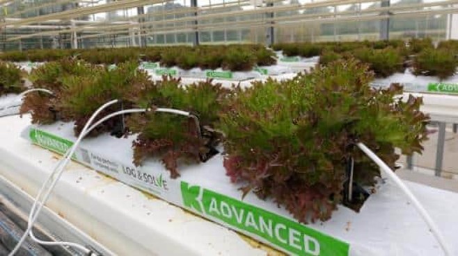 Harvest lettuce