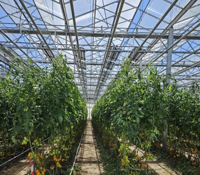 Read more about the article New REGACE study: greenhouse solar installations prove more sustainable and affordable