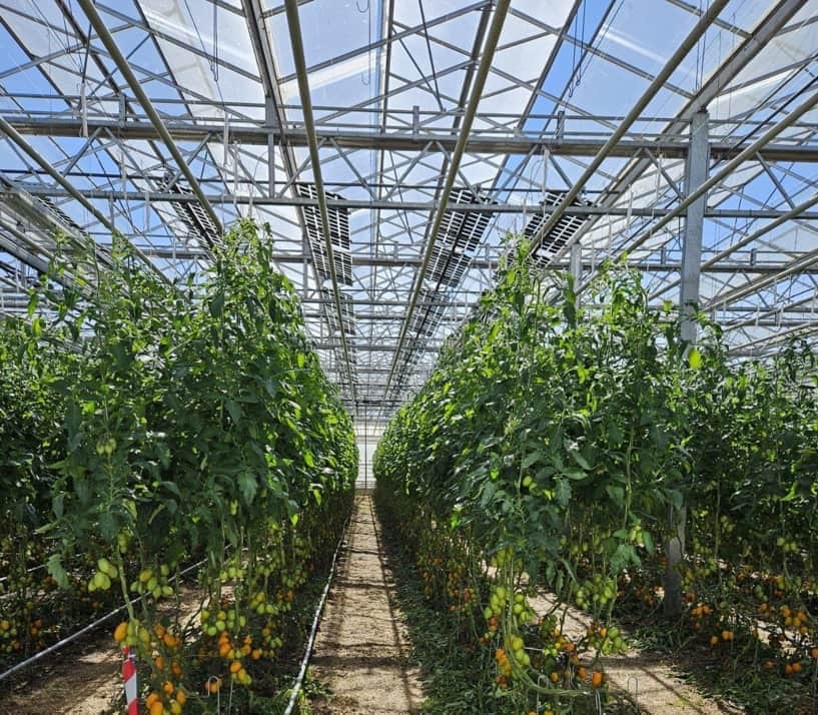 Read more about the article New REGACE study: greenhouse solar installations prove more sustainable and affordable