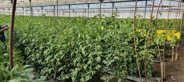 Read more about the article REGACE launches Israel’s largest commercial agrivoltaic greenhouse