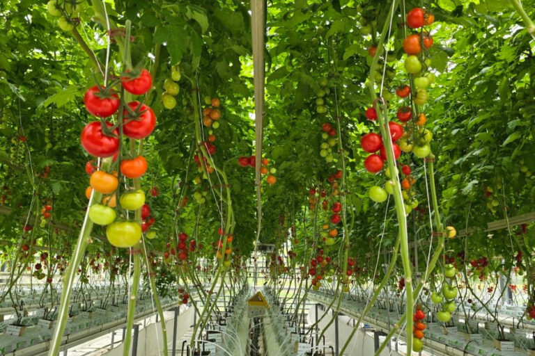 Read more about the article Greenhouse agrivoltaics at scale: key takeaways from the REGACE final conference